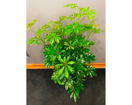 Large Umbrella Tree Plant