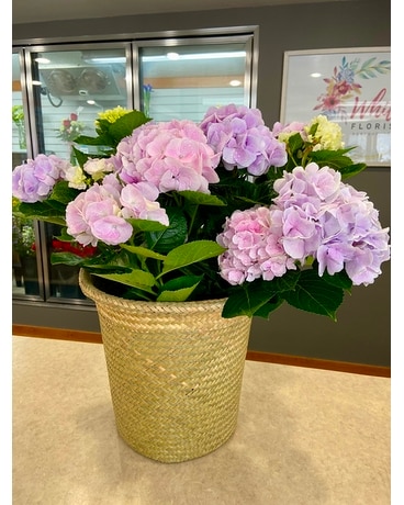 Hydrangea in Basket Plant