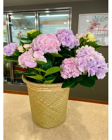 Hydrangea in Basket Plant
