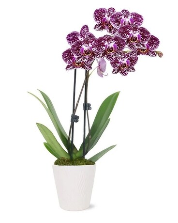 Gratitude Orchid Plant