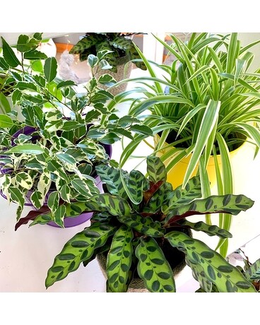 Happy Green Plant - Designer's Choice Plant