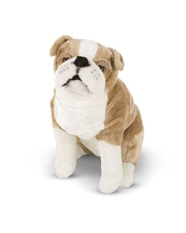 teddy brown bulldog