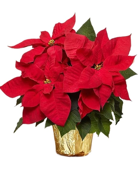 Poinsettia Plant