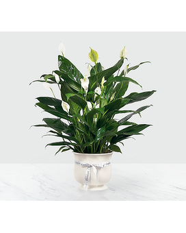 The Comfort Planter