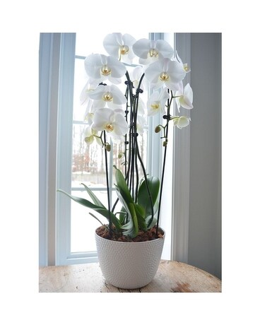 cascading orchid planter Plant