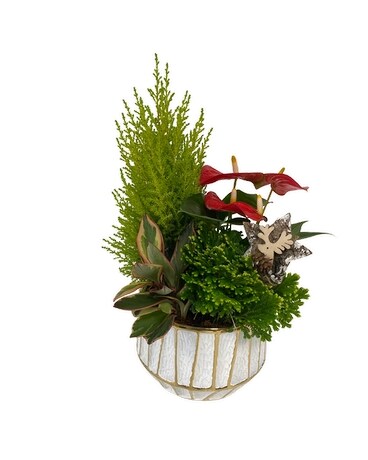 CHRISTMAS TROPICAL Plant