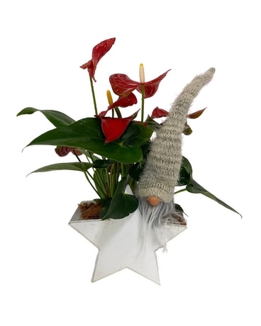 CHRISTMAS STAR PLANTER Plant