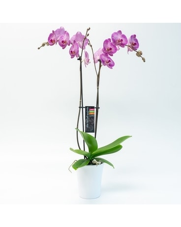 double stem phaleanopsis  orchid plant Plant