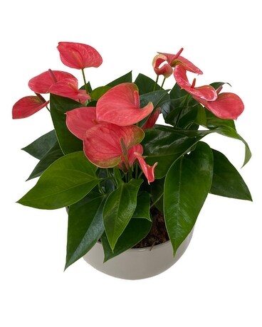 XL Pink Anthurium Bowl Plant