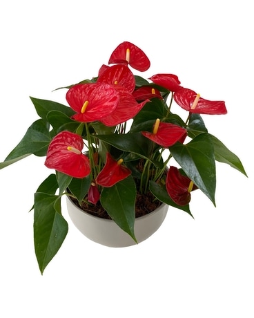 XL Red Anthurium Bowl Plant