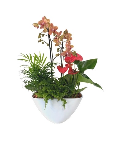 large Eileen Orchid planter Plant