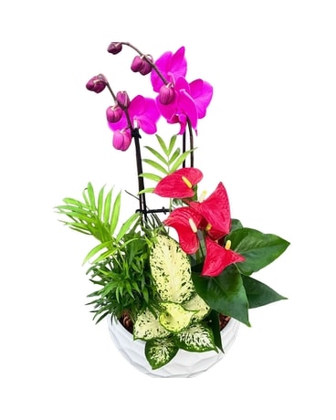 Orchid Mix Planter Plant