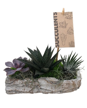 Succulent Log Garden Plant