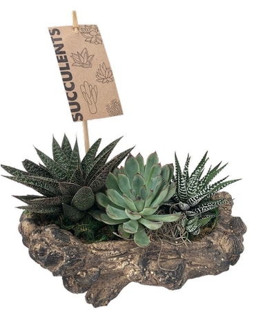 Log Succulent Garden Plant