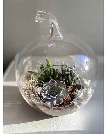 APPLE SUCCULENT Plant