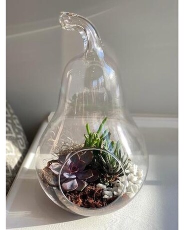 Pear Succulent Terrarium Plant
