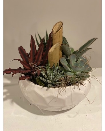white embossed succulent planter Plant