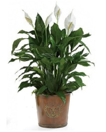 Upgraded Large Peace Lily w/ Fleur de lis Planter Plant
