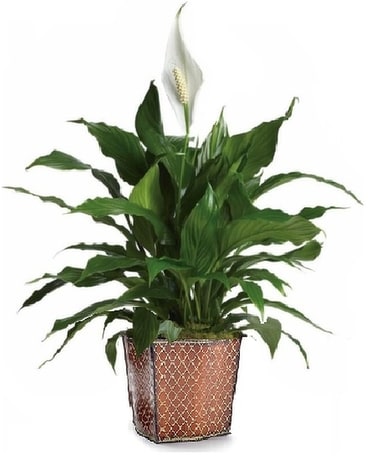 Upgraded Medium Peace Lily with Diamond Planter Plant