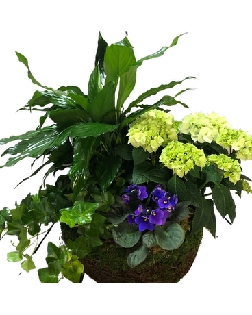 European Garden Plant