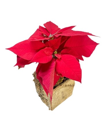 Poinsettia Plant