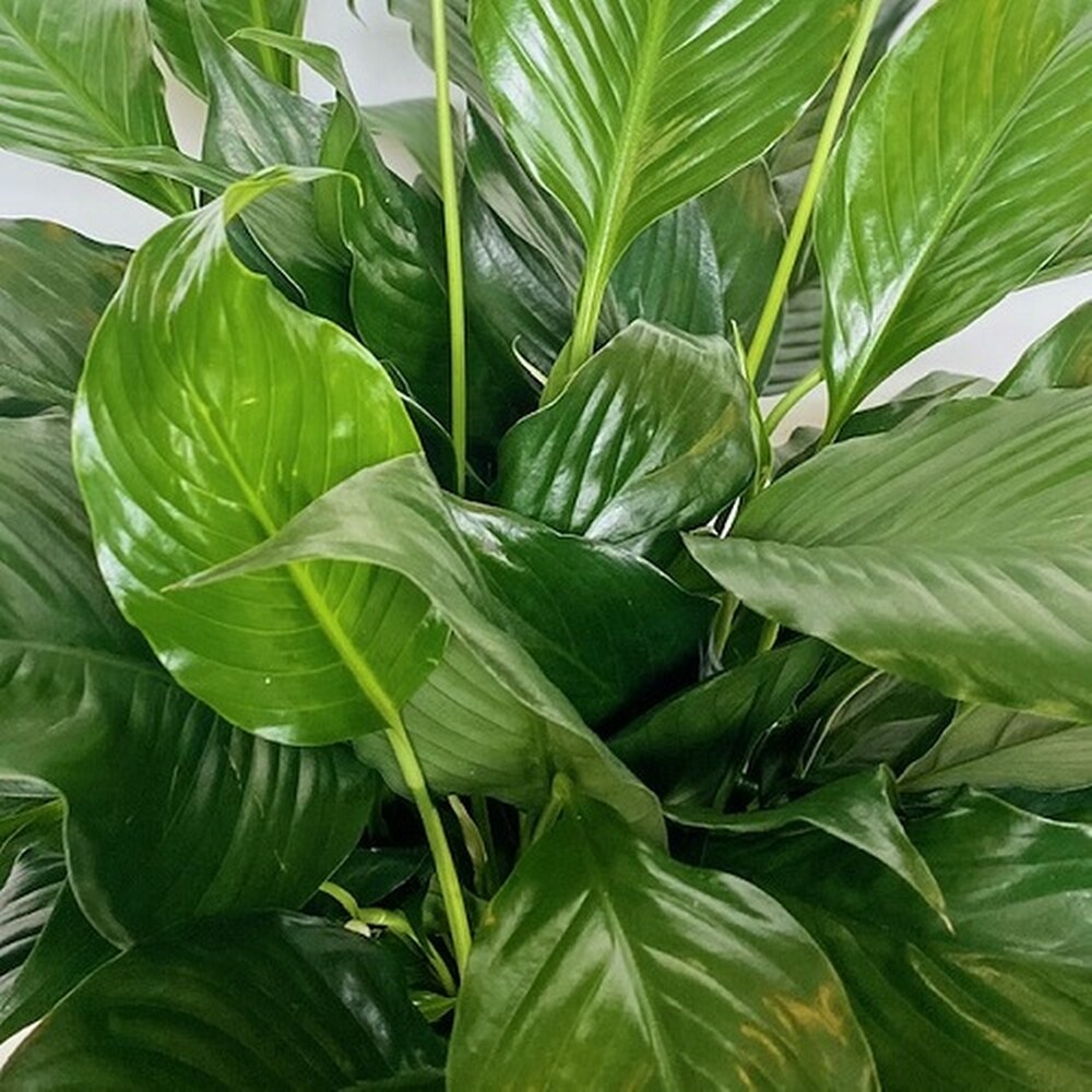 6 inch Peace Lily in Norman OK - Redbud Floral