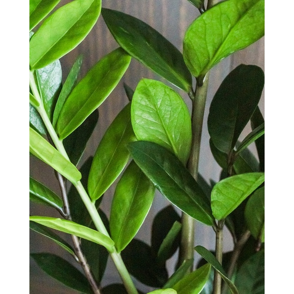 【OK plant】 6