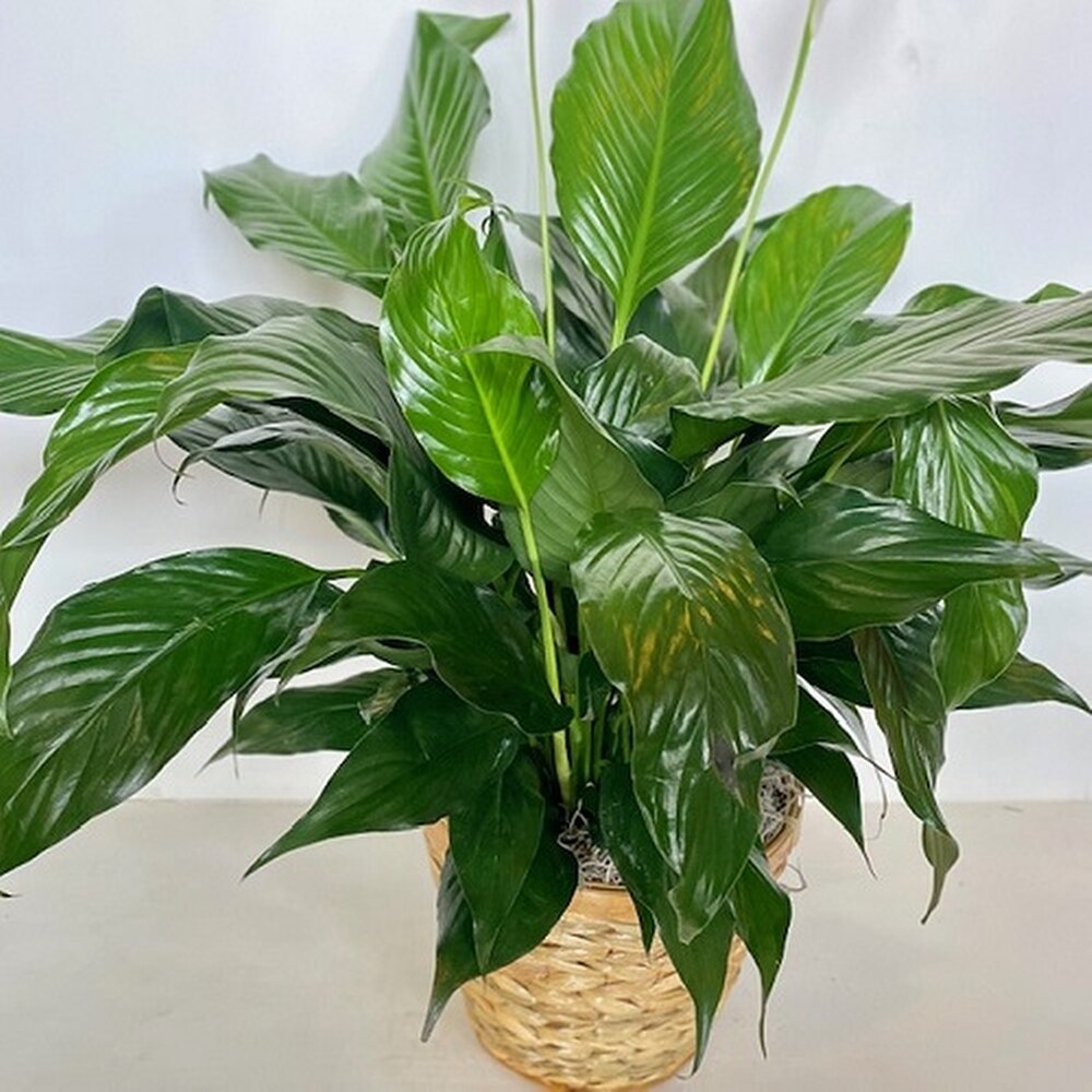 6 inch Peace Lily in Norman OK - Redbud Floral