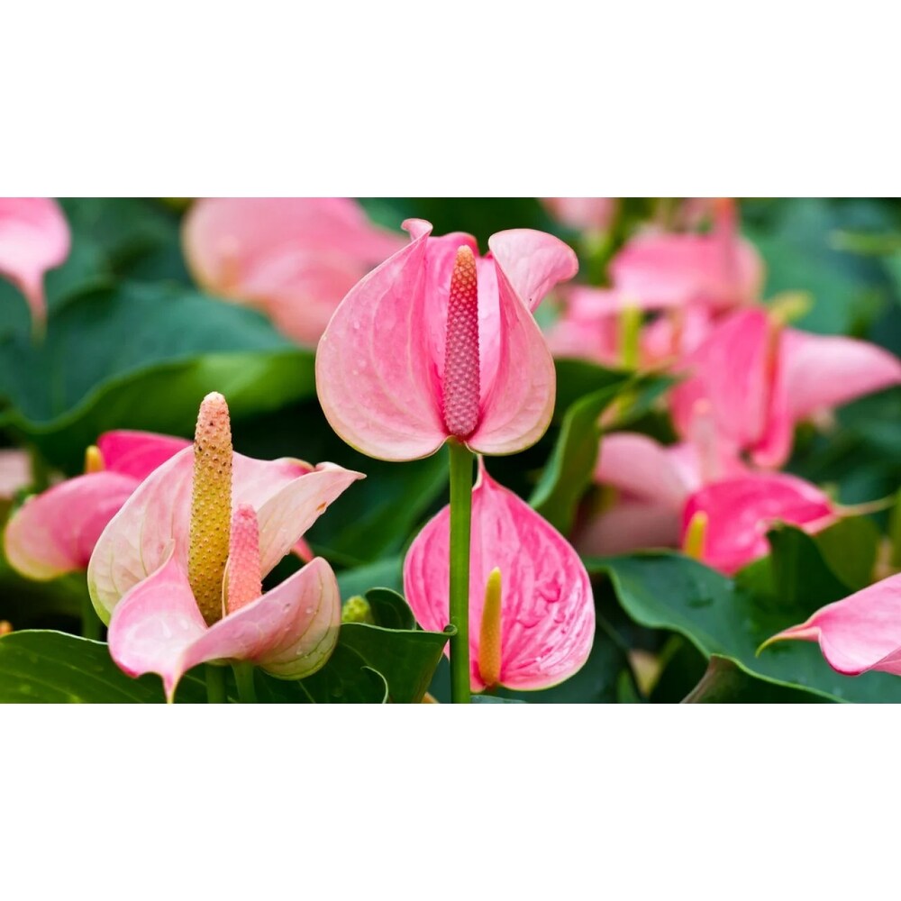 6 inch Anthurium in Norman OK - Redbud Floral
