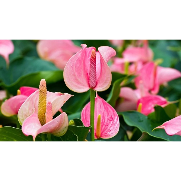 6 inch Anthurium in Norman OK - Redbud Floral