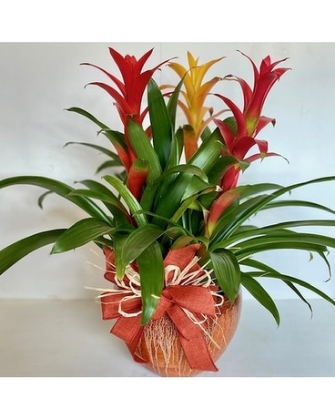 Triple Bromeliad 8