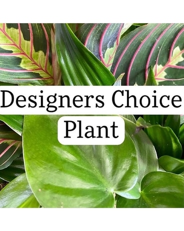 Designers Choice Green Plant Flower Arrangement