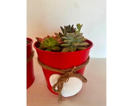 Little Succa Plant