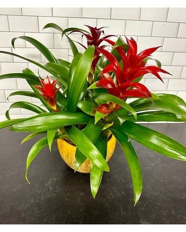 Mini Triple  Bromeliad 6