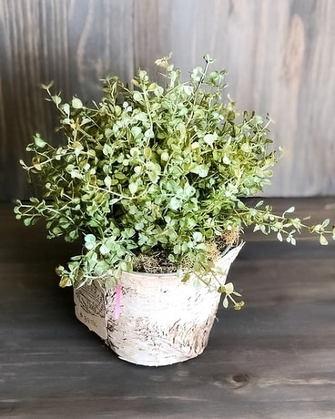 Birch Boxwood Specialty Arrangement