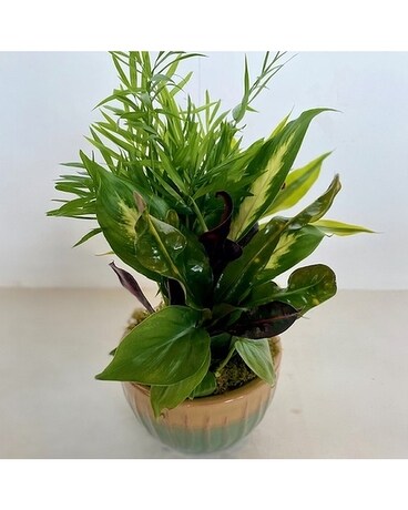 Ceramic Dish Garden Flower Arrangement