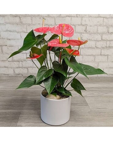 indoor palm tree plant Large Majesty Palm Houseplant with Planter - Large (3-4' tall) Sand Planter