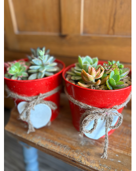 Little Succa Plant