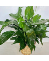 6 inch Peace Lily in Norman OK - Redbud Floral