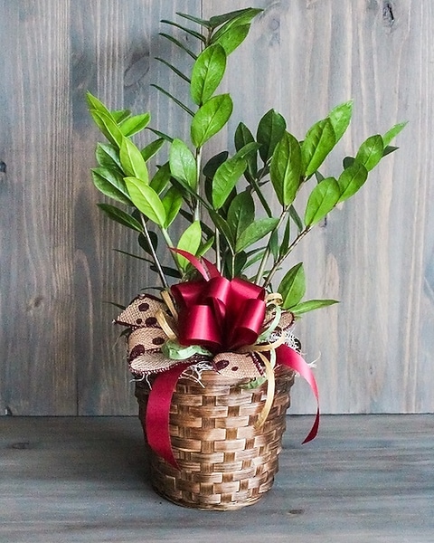pond plant fertilizer Aquatic Plant Fertiliser Non-flowering