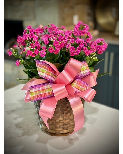 6" Kalanchoe Plant in Norman OK - Redbud Floral