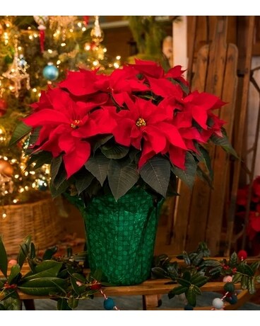 Poinsettia 8 in Plant