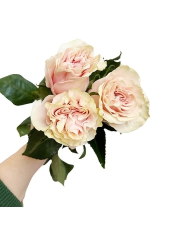 Blush Pink Roses Flowers