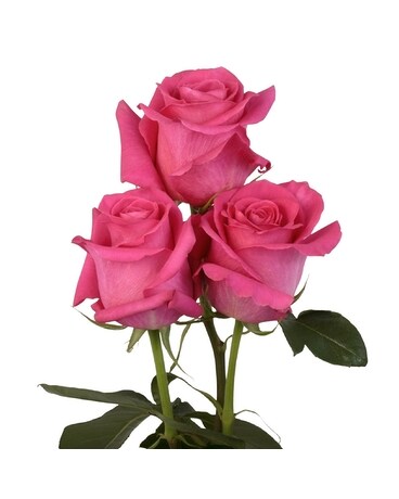 Hot Pink Roses Flowers