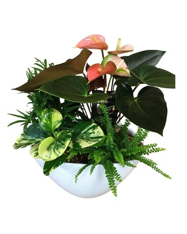 Eillen Planter Plant