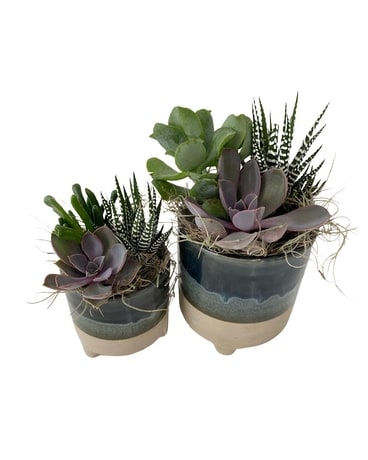 Nik Footed Succulent Set - Plant