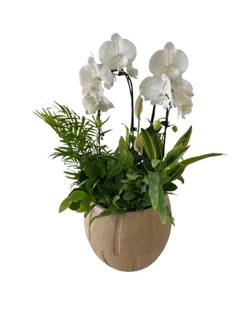 Giant Cream Double Cascading Sympathy Planter Plant