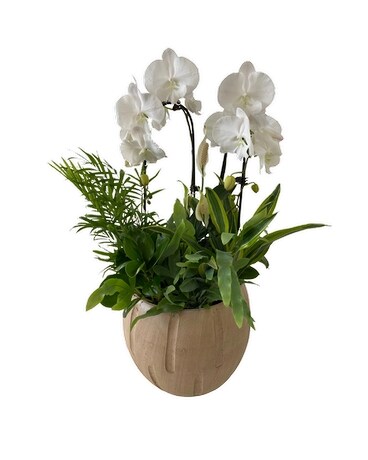 Giant Cream Double Cascading Sympathy Planter - Plant