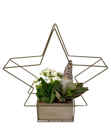 Christmas Star Wire Frame Tropical Box Plant