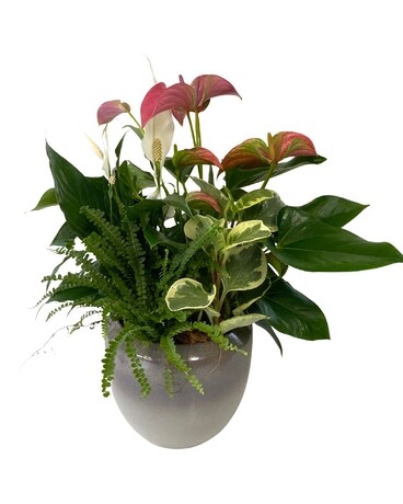 Vivian Tropical Planter Plant